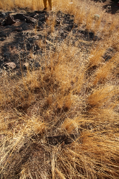 IMG 0036