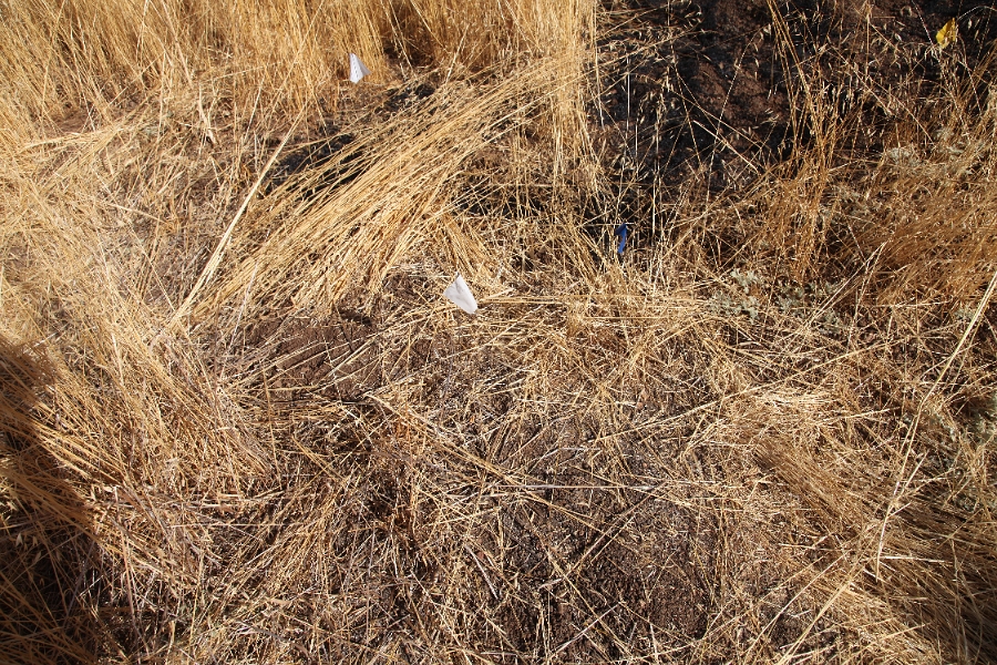 IMG 0116