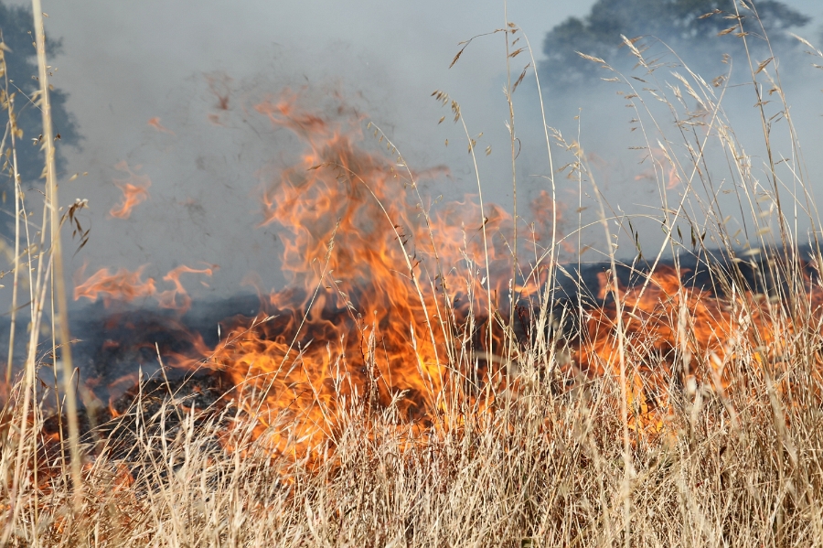 BG Wildland Page