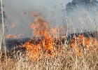 BG_Wildland_Page.jpg