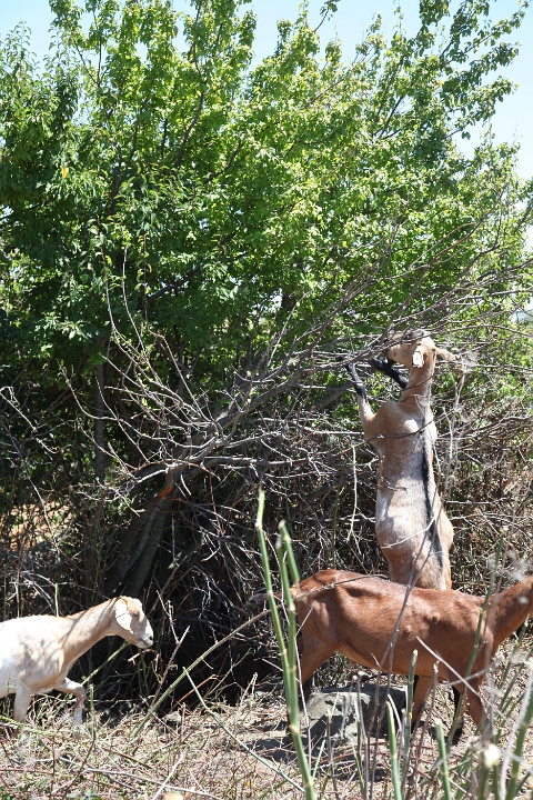 IMG 0029