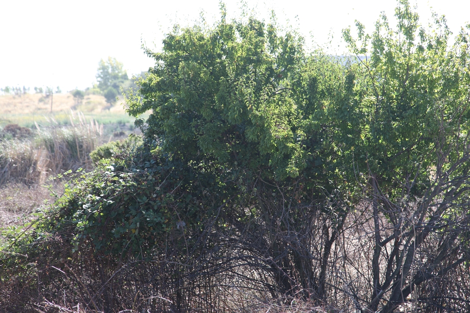 IMG 0011